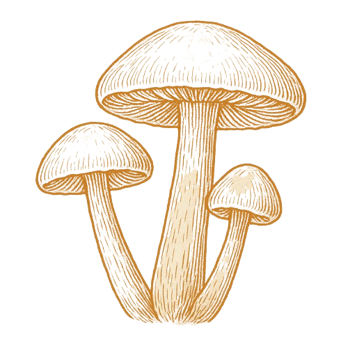 3 mushrooms